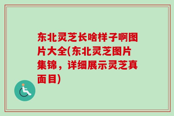 东北灵芝长啥样子啊图片大全(东北灵芝图片集锦，详细展示灵芝真面目)