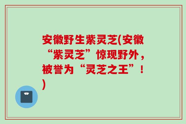 安徽野生紫灵芝(安徽“紫灵芝”惊现野外，被誉为“灵芝之王”！)