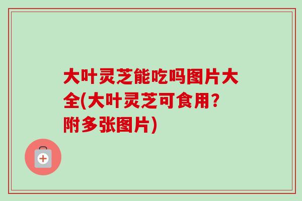 大叶灵芝能吃吗图片大全(大叶灵芝可食用？附多张图片)