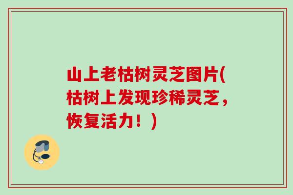 山上老枯树灵芝图片(枯树上发现珍稀灵芝，恢复活力！)