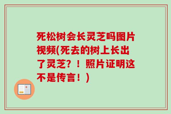 死松树会长灵芝吗图片视频(死去的树上长出了灵芝？！照片证明这不是传言！)