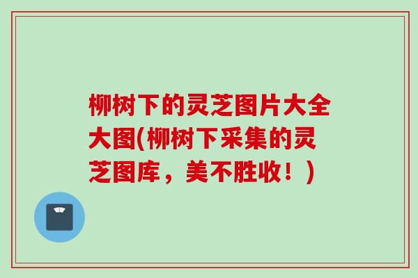 柳树下的灵芝图片大全大图(柳树下采集的灵芝图库，美不胜收！)