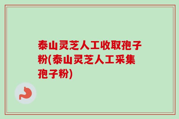 泰山灵芝人工收取孢子粉(泰山灵芝人工采集孢子粉)