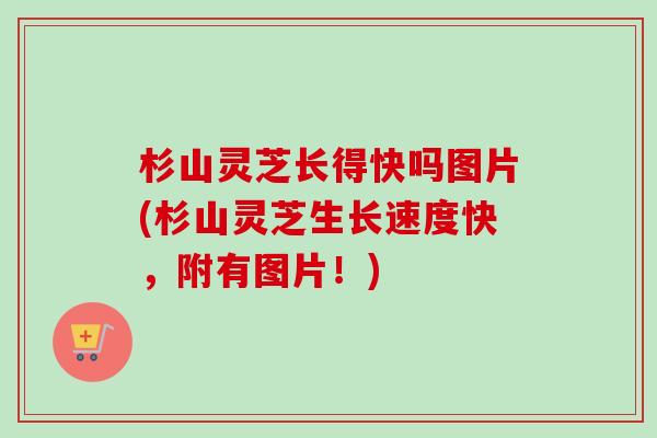 杉山灵芝长得快吗图片(杉山灵芝生长速度快，附有图片！)