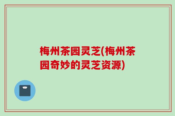 梅州茶园灵芝(梅州茶园奇妙的灵芝资源)