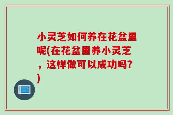 小灵芝如何养在花盆里呢(在花盆里养小灵芝，这样做可以成功吗？)