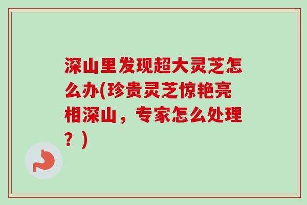 深山里发现超大灵芝怎么办(珍贵灵芝惊艳亮相深山，专家怎么处理？)