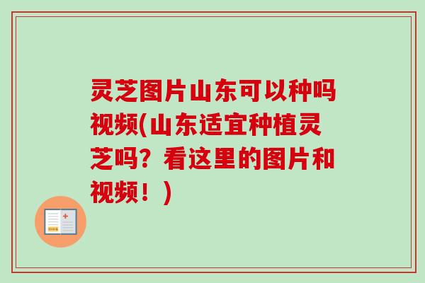 灵芝图片山东可以种吗视频(山东适宜种植灵芝吗？看这里的图片和视频！)