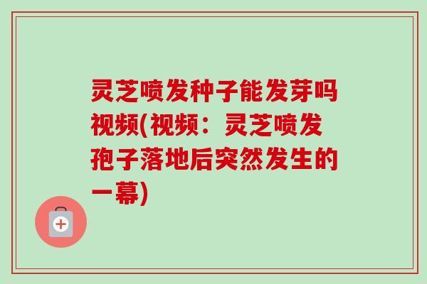 灵芝喷发种子能发芽吗视频(视频：灵芝喷发孢子落地后突然发生的一幕)