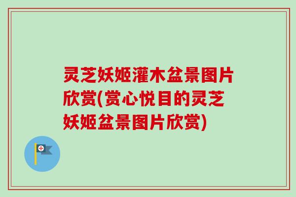 灵芝妖姬灌木盆景图片欣赏(赏心悦目的灵芝妖姬盆景图片欣赏)