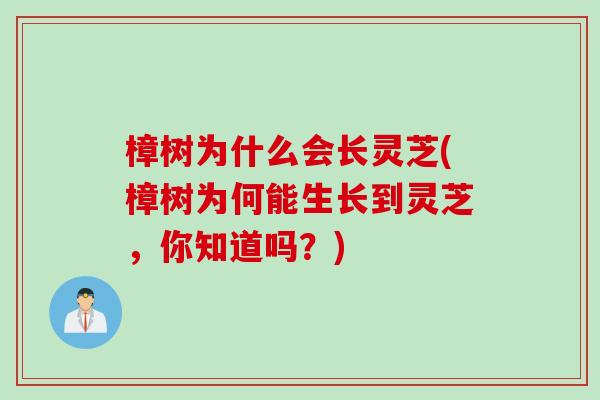 樟树为什么会长灵芝(樟树为何能生长到灵芝,你知道吗?) 樟树为什么会长灵芝(樟树为何能生长到灵芝,你知道吗?)