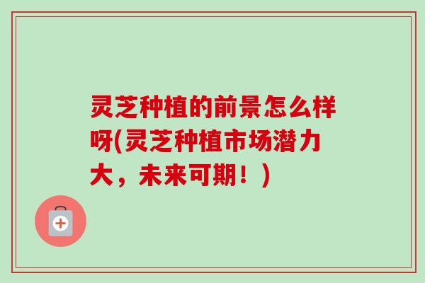 灵芝种植的前景怎么样呀(灵芝种植市场潜力大，未来可期！)