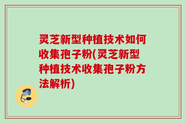 灵芝新型种植技术如何收集孢子粉(灵芝新型种植技术收集孢子粉方法解析)