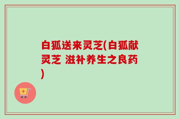 白狐送来灵芝(白狐献灵芝 滋补养生之良药)