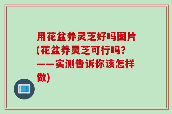 用花盆养灵芝好吗图片(花盆养灵芝可行吗？——实测告诉你该怎样做)