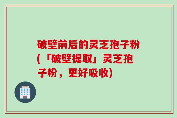 破壁前后的灵芝孢子粉(「破壁提取」灵芝孢子粉，更好吸收)