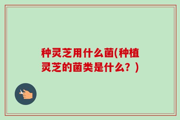 种灵芝用什么菌(种植灵芝的菌类是什么？)