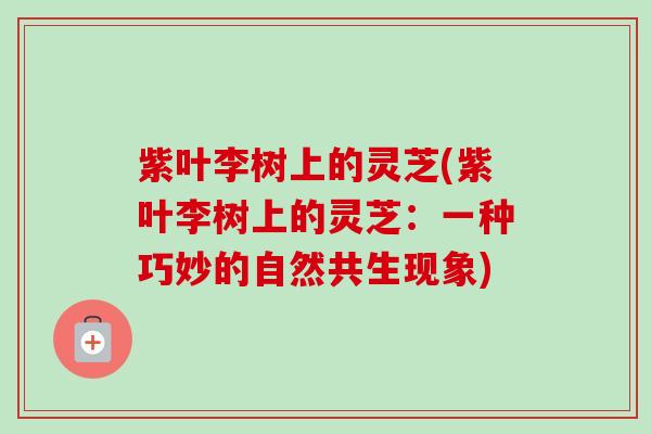 紫叶李树上的灵芝(紫叶李树上的灵芝：一种巧妙的自然共生现象)