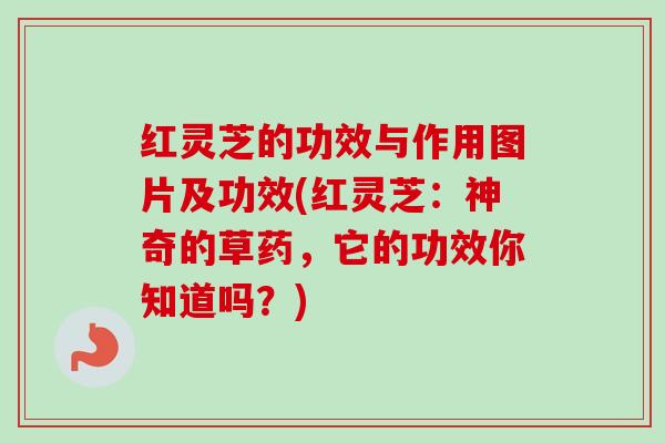 红灵芝的功效与作用图片及功效(红灵芝：神奇的草药，它的功效你知道吗？)