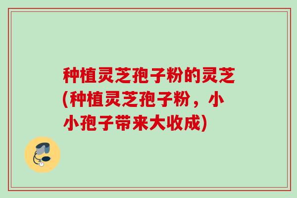 种植灵芝孢子粉的灵芝(种植灵芝孢子粉，小小孢子带来大收成)