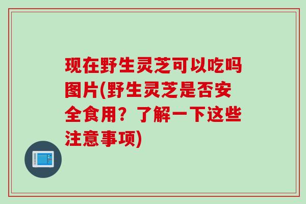 现在野生灵芝可以吃吗图片(野生灵芝是否安全食用？了解一下这些注意事项)