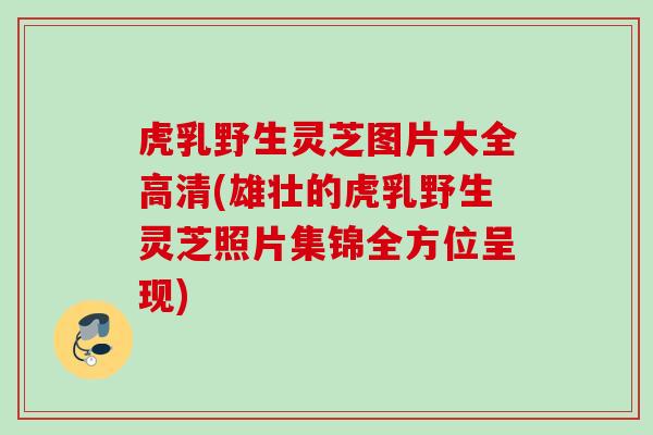 虎乳野生灵芝图片大全高清(雄壮的虎乳野生灵芝照片集锦全方位呈现)