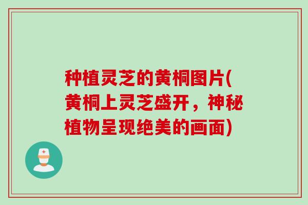 种植灵芝的黄桐图片(黄桐上灵芝盛开，神秘植物呈现绝美的画面)