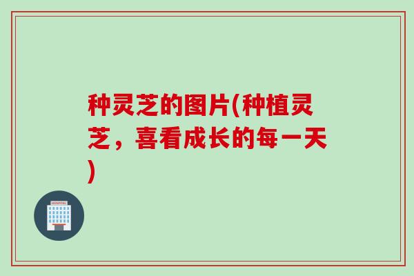 种灵芝的图片(种植灵芝，喜看成长的每一天)