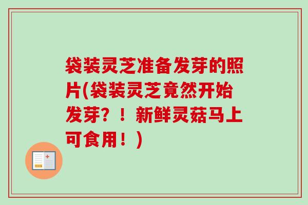 袋装灵芝准备发芽的照片(袋装灵芝竟然开始发芽？！新鲜灵菇马上可食用！)