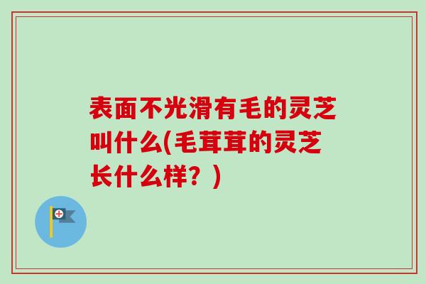 表面不光滑有毛的灵芝叫什么(毛茸茸的灵芝长什么样？)