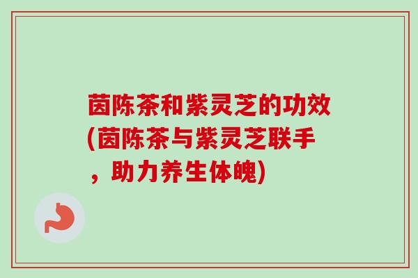 茵陈茶和紫灵芝的功效(茵陈茶与紫灵芝联手，助力养生体魄)