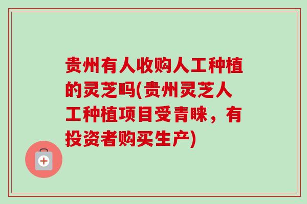 贵州有人收购人工种植的灵芝吗(贵州灵芝人工种植项目受青睐，有投资者购买生产)