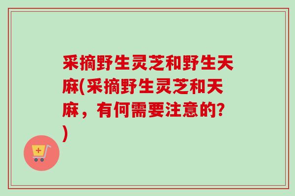 采摘野生灵芝和野生天麻(采摘野生灵芝和天麻，有何需要注意的？)