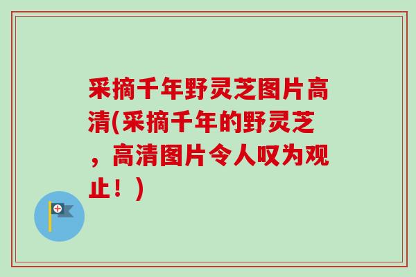 采摘千年野灵芝图片高清(采摘千年的野灵芝，高清图片令人叹为观止！)
