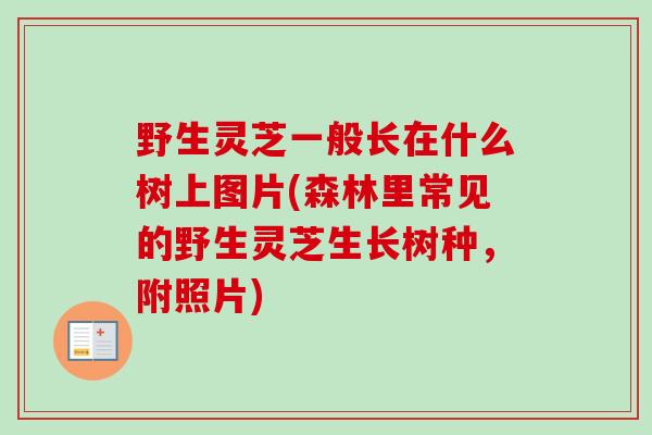 野生灵芝一般长在什么树上图片(森林里常见的野生灵芝生长树种,附照片) 野生灵芝一般长在什么树上图片(森林里常见的野生灵芝生长树种,附照片)