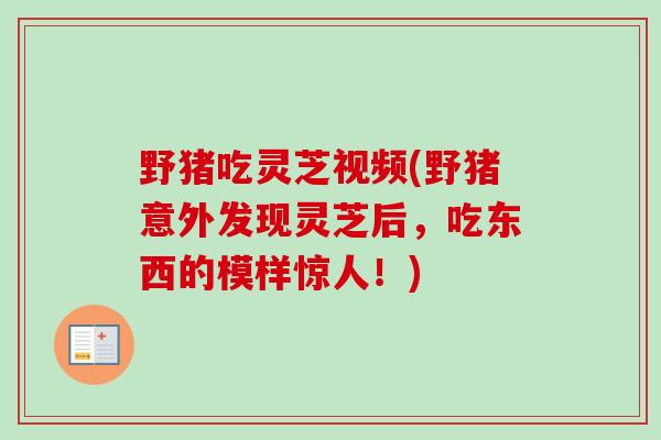 野猪吃灵芝视频(野猪意外发现灵芝后，吃东西的模样惊人！)