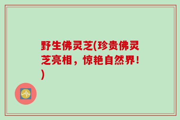 野生佛灵芝(珍贵佛灵芝亮相，惊艳自然界！)