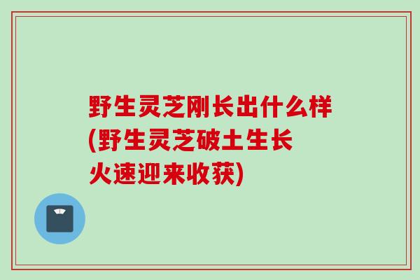 野生灵芝刚长出什么样(野生灵芝破土生长 火速迎来收获)