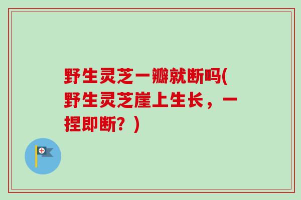 野生灵芝一瓣就断吗(野生灵芝崖上生长，一捏即断？)