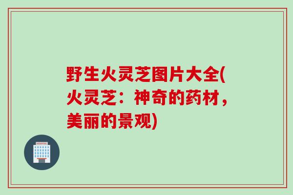 野生火灵芝图片大全(火灵芝：神奇的药材，美丽的景观)
