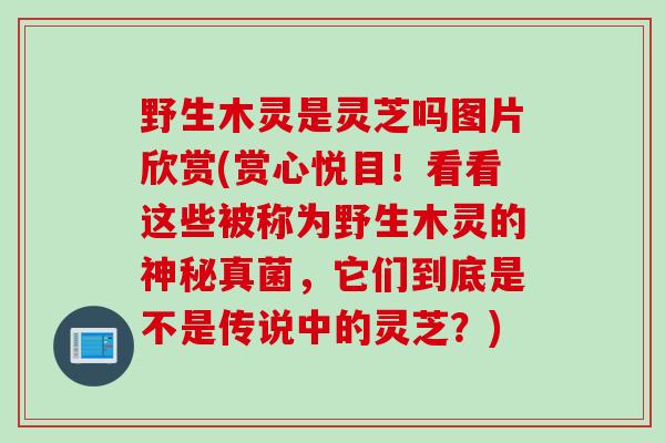野生木灵是灵芝吗图片欣赏(赏心悦目！看看这些被称为野生木灵的神秘真菌，它们到底是不是传说中的灵芝？)