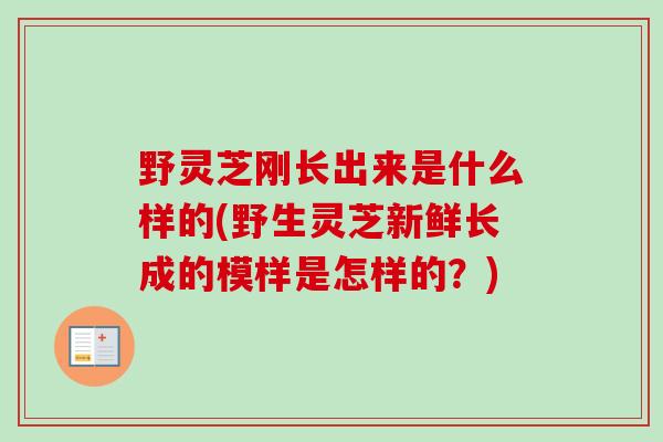 野灵芝刚长出来是什么样的(野生灵芝新鲜长成的模样是怎样的？)
