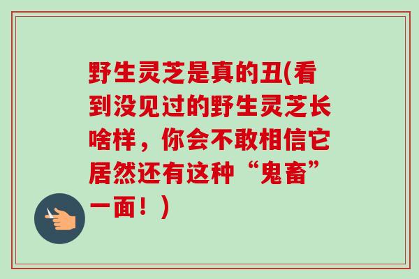 野生灵芝是真的丑(看到没见过的野生灵芝长啥样，你会不敢相信它居然还有这种“鬼畜”一面！)