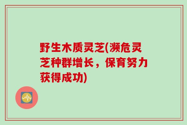 野生木质灵芝(濒危灵芝种群增长,保育努力获得成功) 野生木质灵芝(濒危灵芝种群增长,保育努力获得成功)