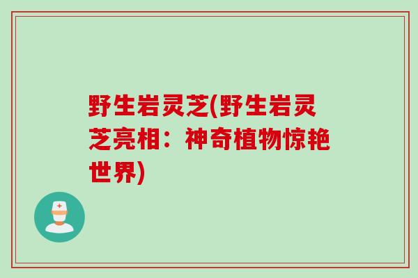 野生岩灵芝(野生岩灵芝亮相：神奇植物惊艳世界)