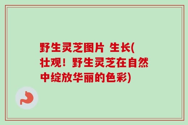 野生灵芝图片 生长(壮观！野生灵芝在自然中绽放华丽的色彩)