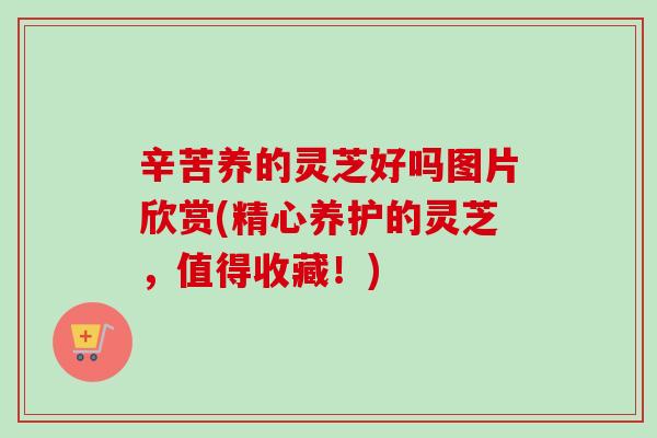 辛苦养的灵芝好吗图片欣赏(精心养护的灵芝，值得收藏！)