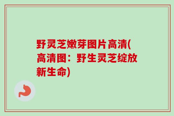野灵芝嫩芽图片高清(高清图：野生灵芝绽放新生命)