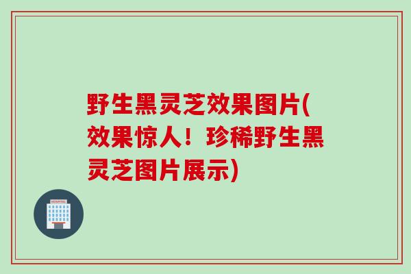 野生黑灵芝效果图片(效果惊人！珍稀野生黑灵芝图片展示)