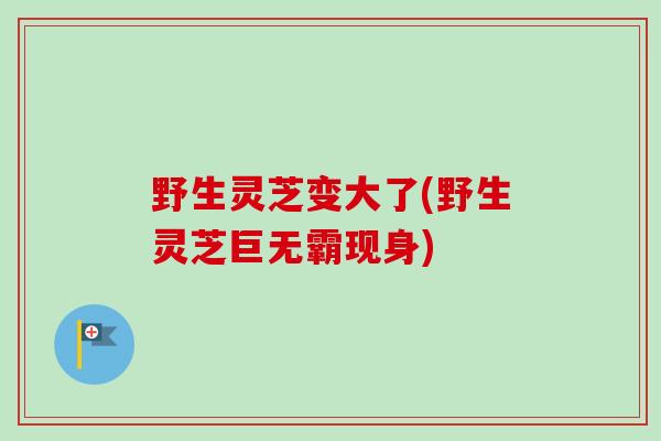 野生灵芝变大了(野生灵芝巨无霸现身)